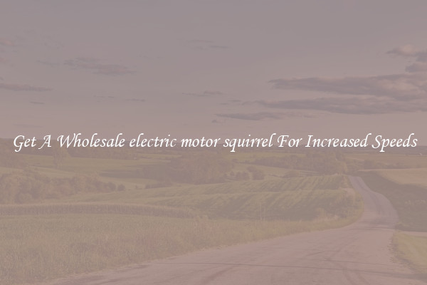 Get A Wholesale electric motor squirrel For Increased Speeds